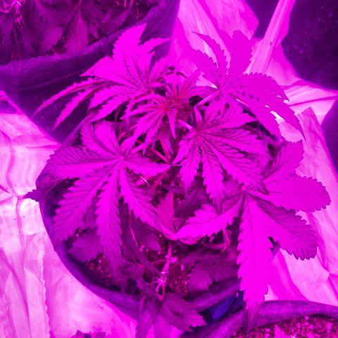 Lebron Haze  growlog timeline photo