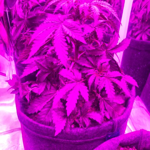 Lebron Haze  growlog timeline photo