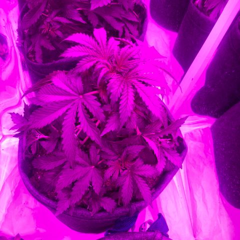 Lebron Haze  growlog timeline photo