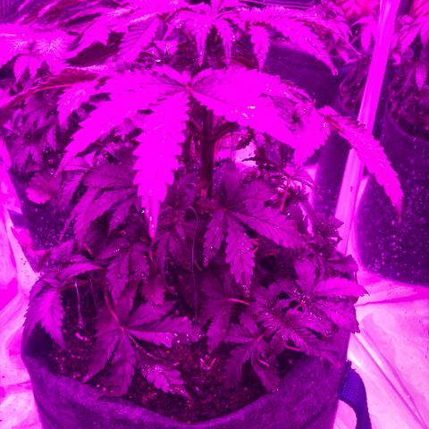 Lebron Haze  growlog timeline photo