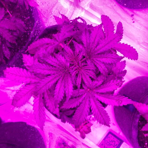Lebron Haze  growlog timeline photo