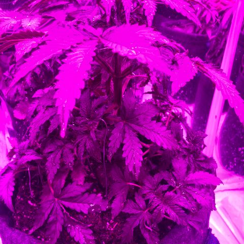 Lebron Haze  growlog timeline photo