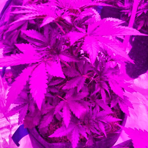 Lebron Haze  growlog timeline photo