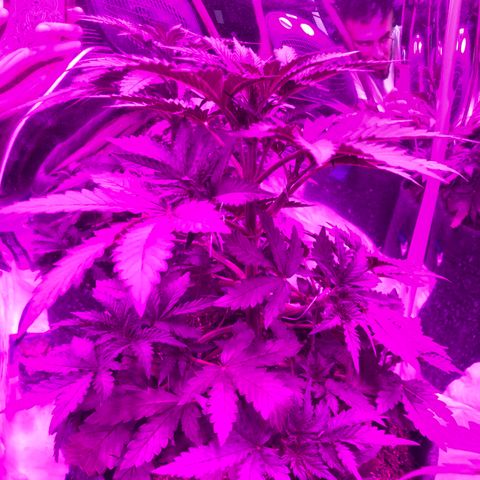 Lebron Haze  growlog timeline photo