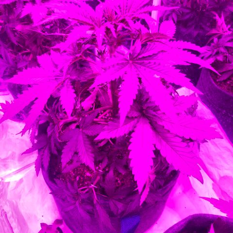 Lebron Haze  growlog photo: Defoliacion de hojas 1 er nudo y remocion de tallitos del 1er nudo dejando solo la punta del 1er nudo