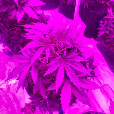 Lebron Haze  growlog photo: Defoliacion de hojas 1 er nudo y remocion de tallitos del 1er nudo dejando solo la punta del 1er nudo