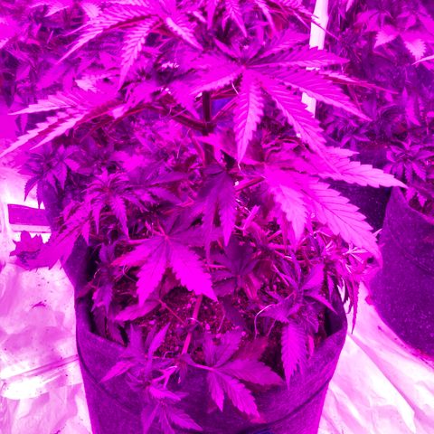 Lebron Haze  growlog photo: Defoliacion de varia hojitas y lst