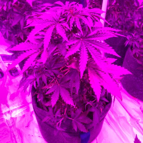 Lebron Haze  growlog photo: Defoliacion de varia hojitas y lst