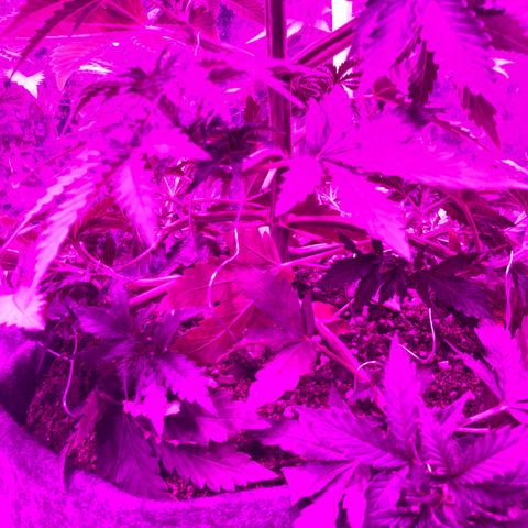 Lebron Haze  growlog photo: Defoliacion de varia hojitas y lst