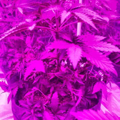 Lebron Haze  growlog timeline photo