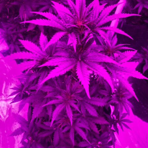 Lebron Haze  growlog timeline photo
