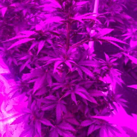 Lebron Haze  growlog timeline photo