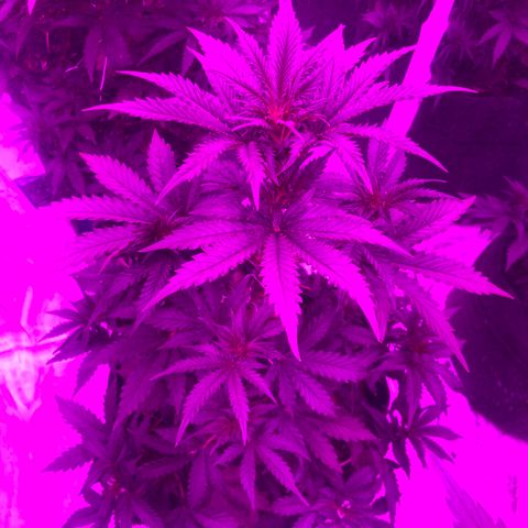 Lebron Haze  growlog timeline photo