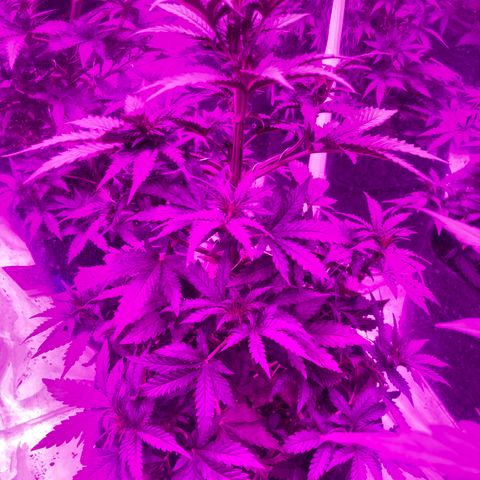 Lebron Haze  growlog timeline photo