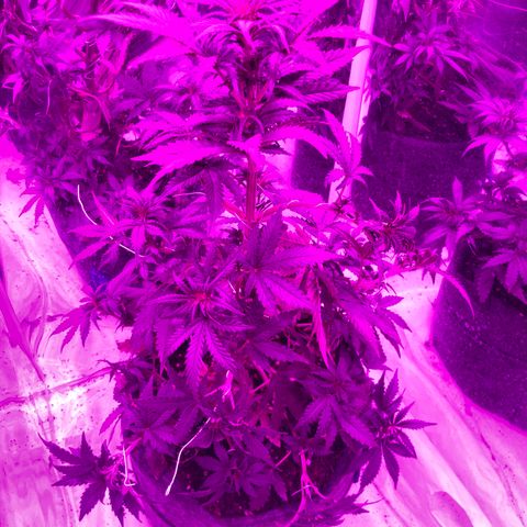 Lebron Haze  growlog timeline photo