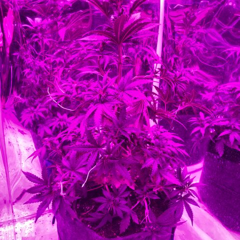 Lebron Haze  growlog timeline photo