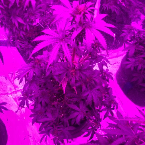 Lebron Haze  growlog timeline photo