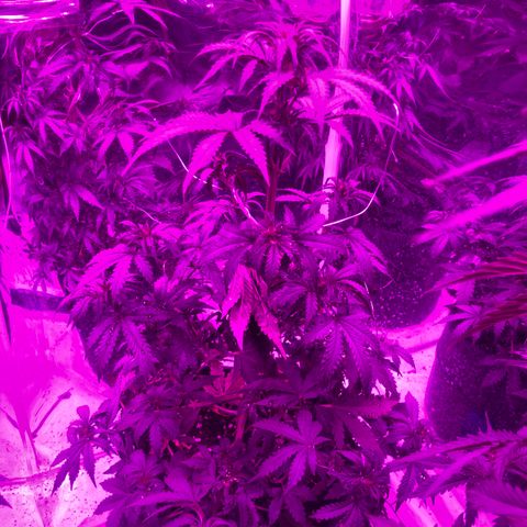 Lebron Haze  growlog timeline photo