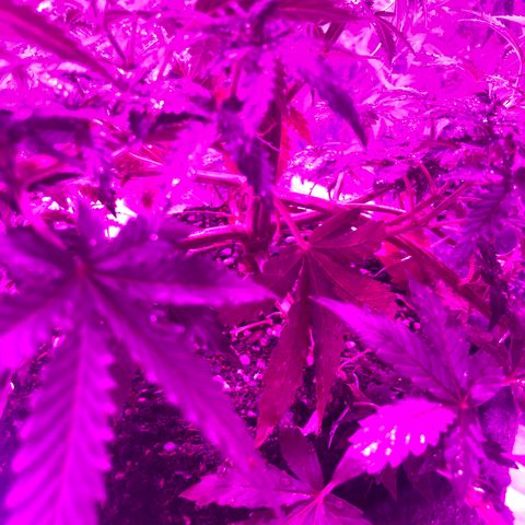 Lebron Haze  growlog timeline photo
