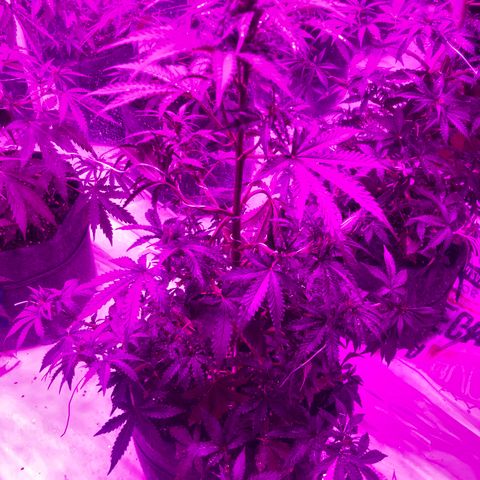 Lebron Haze  growlog timeline photo