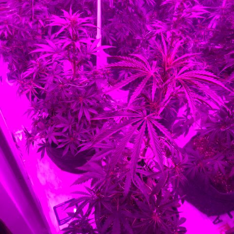 Lebron Haze  growlog timeline photo