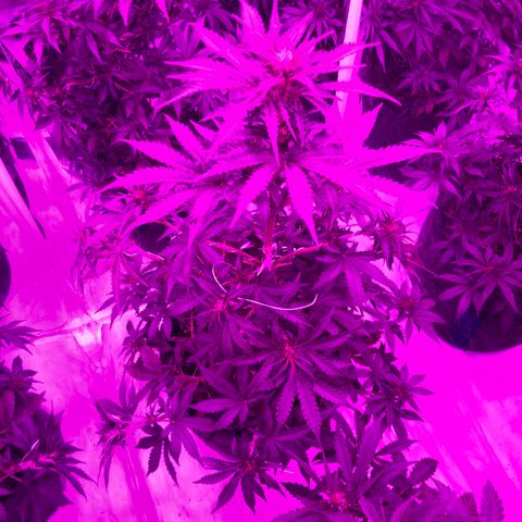 Lebron Haze  growlog timeline photo