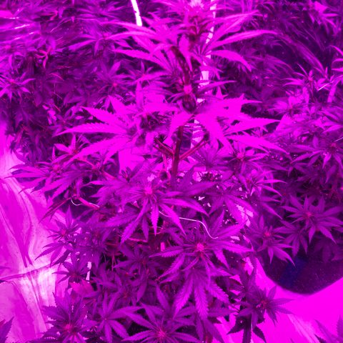 Lebron Haze  growlog timeline photo