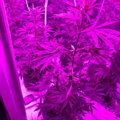 Lebron Haze  growlog timeline photo