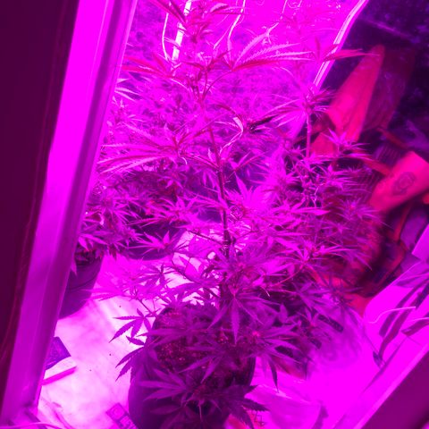 Lebron Haze  growlog timeline photo