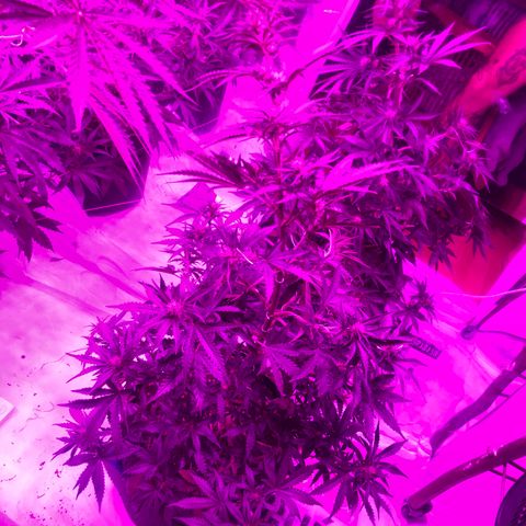 Lebron Haze  growlog timeline photo