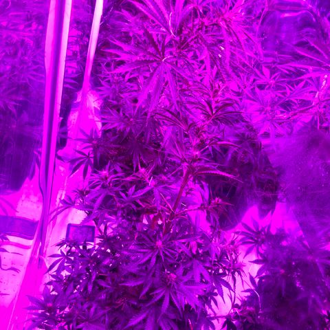 Lebron Haze  growlog timeline photo