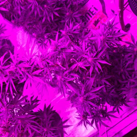 Lebron Haze  growlog timeline photo