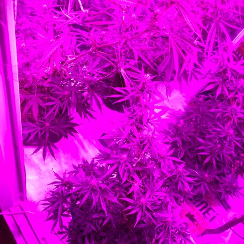 Lebron Haze  growlog timeline photo