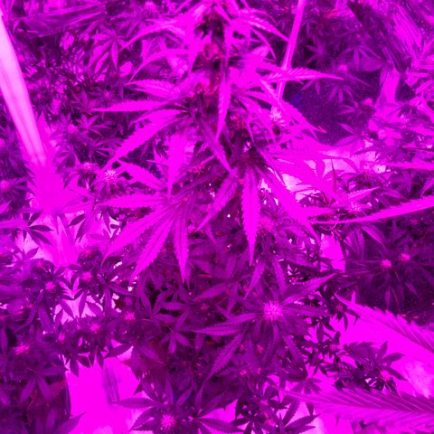 Lebron Haze  growlog timeline photo