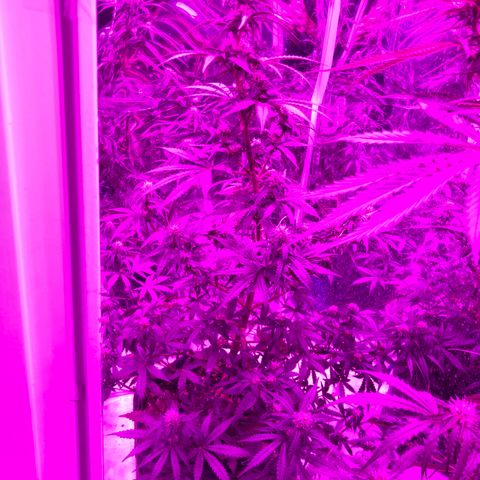 Lebron Haze  growlog timeline photo