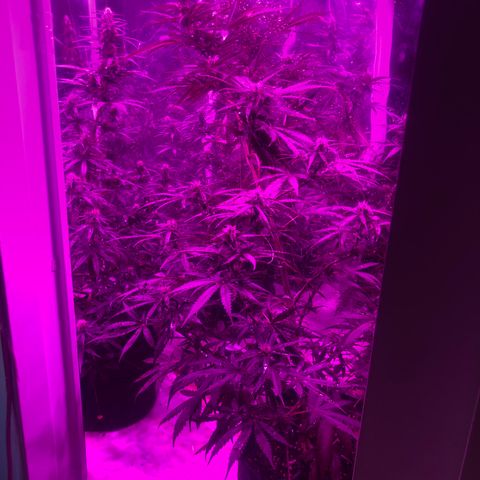 Lebron Haze  growlog timeline photo