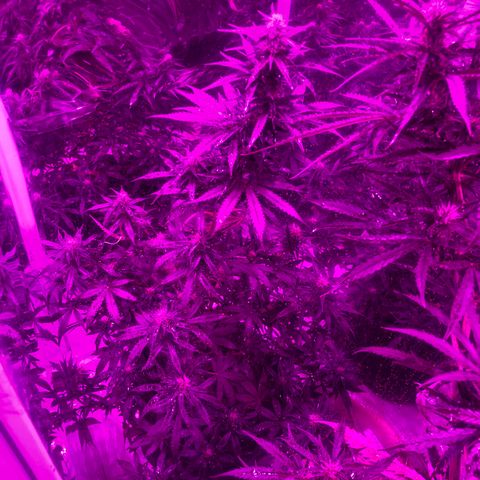 Lebron Haze  growlog timeline photo