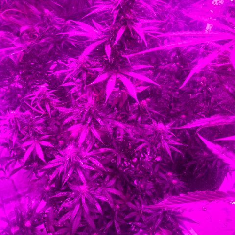 Lebron Haze  growlog timeline photo