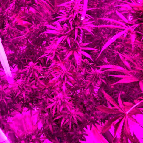 Lebron Haze  growlog timeline photo