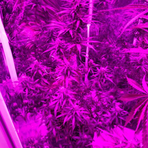 Lebron Haze  growlog timeline photo