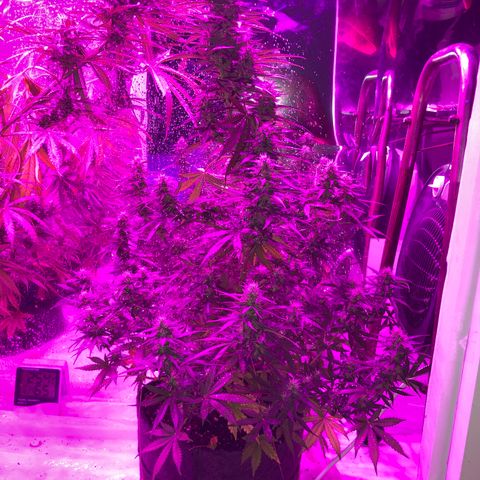 Lebron Haze  growlog timeline photo