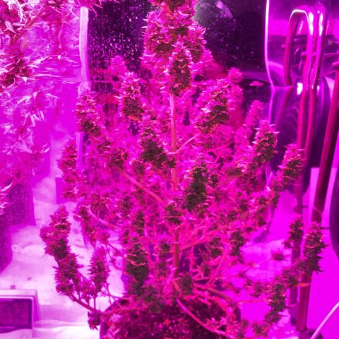 Lebron Haze  growlog timeline photo