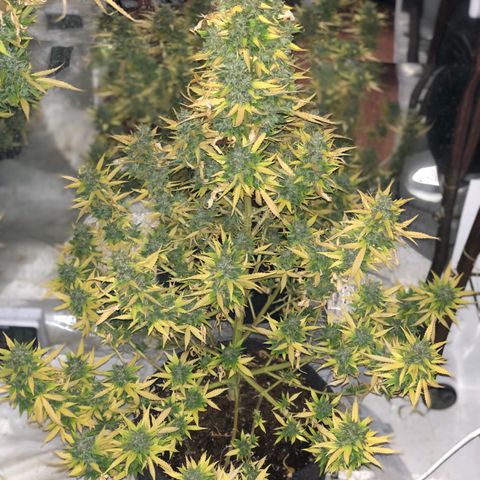 Lebron Haze  growlog timeline photo