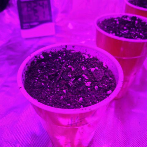 purple scout 💜  growlog photo: #1 sprouted(lightly misting soil daily)