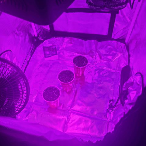 purple scout 💜  growlog photo: #2 sprouted
acquired new fans for airflow 