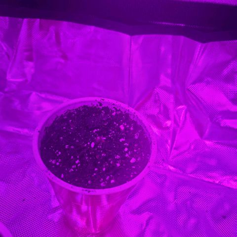 purple scout 💜  growlog photo: #2 sprouted
acquired new fans for airflow 