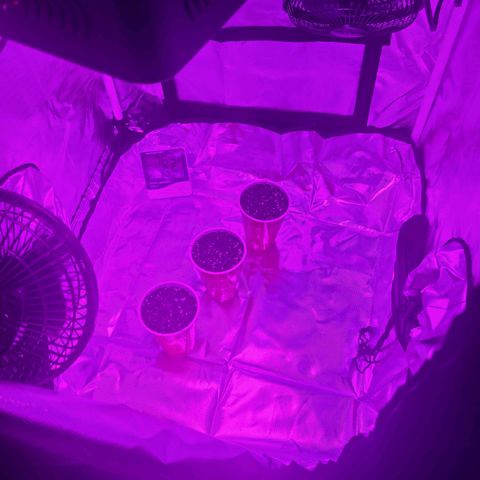 purple scout 💜  growlog timeline photo