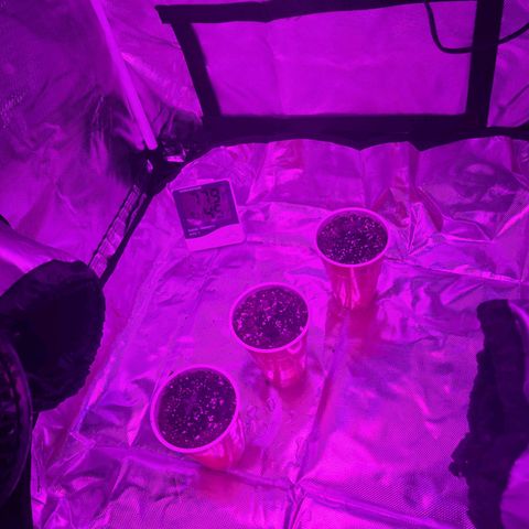purple scout 💜  growlog photo: water