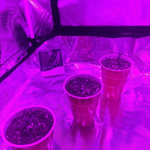 purple scout 💜  growlog photo: babies are growing strong #3 had Nemo syndrome lol with some dry leaves at birth but looks like it has recovered 