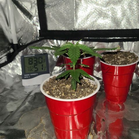 purple scout 💜  growlog timeline photo
